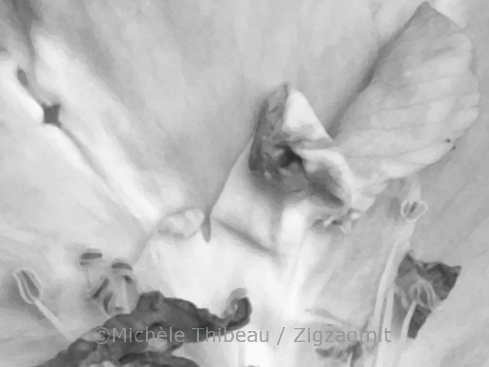 Flower Abstract Petal Crop BW A close-up of the inner workings of a flower. Grayscale reveals the contours, sharp lines, within this soft object.