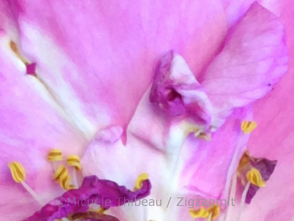 Flower Abstract Petal Crop Voila, the same flower petal is revealed in colour, with an oil painting effect. Do the same shapes stand out here?