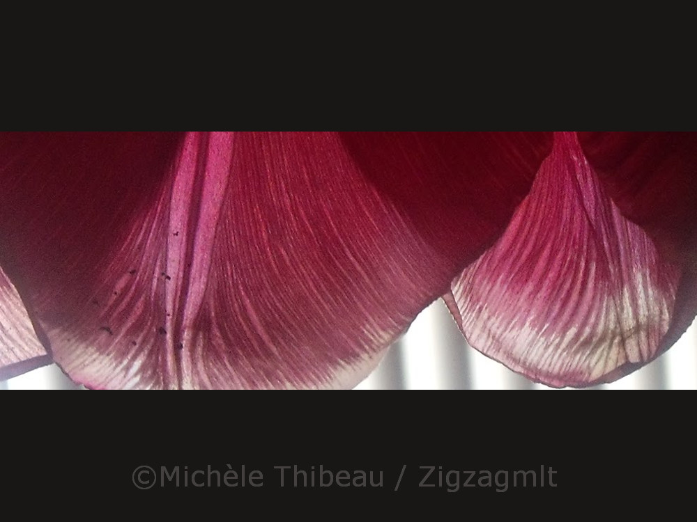 This is a reworked photo of the bottom of a tulip petal. Dainty, full of texture and lines, and dramatic curves.