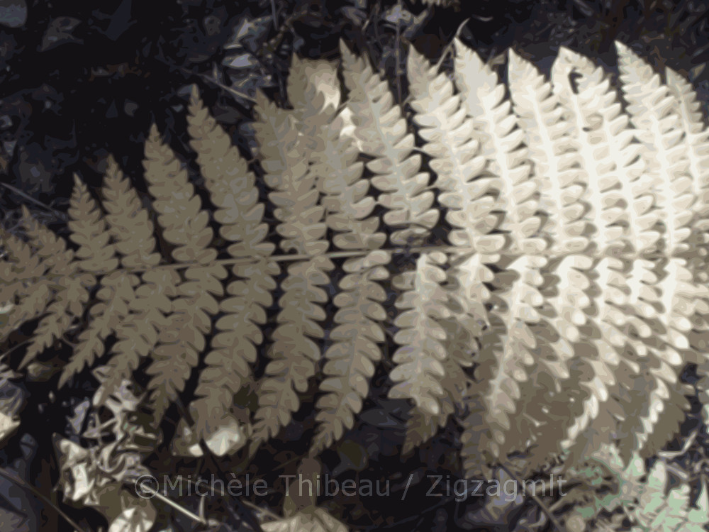 My sister's photos of backyard nature inspire my design work. I explored the natural order and curve of the leaves.