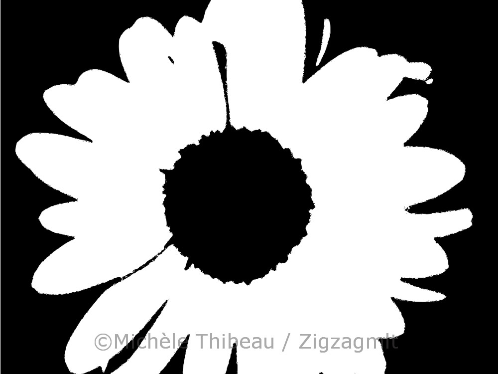 Shasta Daisy VBW The outline of the daisy, a black and white cutout, accentuates the curve of the petals and the middle.