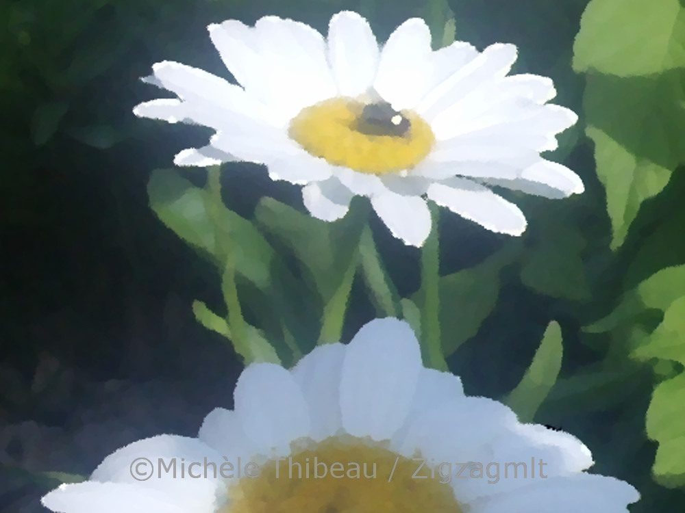Shasta Daisies Portrait A portrait of shasta daisies with their white petals, bright in the sun, against the green leaves. See the mosquito?