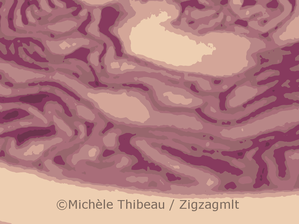 An initial vector image of a purple cabbage. The variagated purple curves inspired a surprising number of designs.